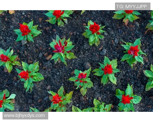 专访周敏：探寻网球界的成功秘诀与奋斗历程